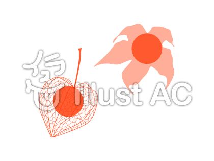 ほおずきイラスト No 無料イラストなら イラストac