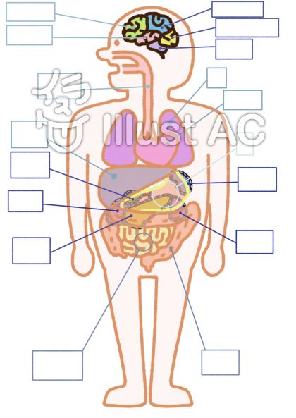 人体のイラストイラスト 無料イラストなら イラストac