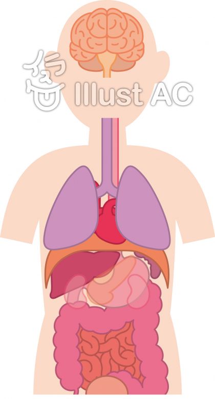 人体 内臓 器官 医療イラスト No 1122448／無料イラストなら「イラストac」