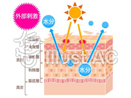 コラーゲンイラスト 無料イラストなら イラストac