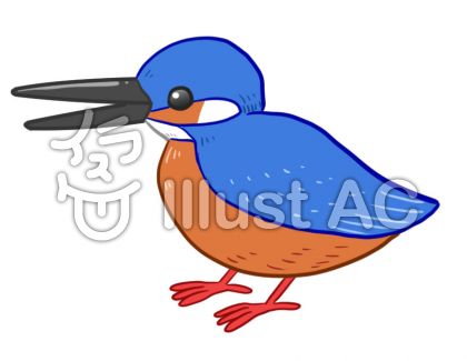 カワセミイラスト 無料イラストなら イラストac