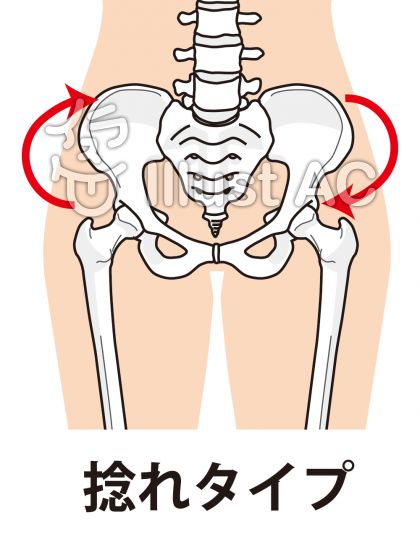 動物の画像について 上骨盤 イラスト かわいい