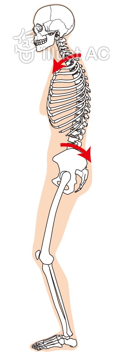 背骨イラスト 無料イラストなら イラストac
