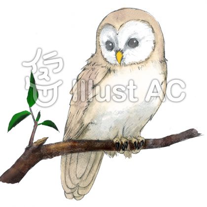 メンフクロウイラスト No 1211592 無料イラストなら イラストac