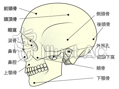 頭蓋イラスト 無料イラストなら イラストac