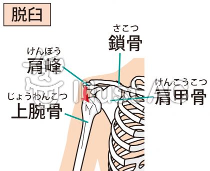 肩甲骨イラスト 無料イラストなら イラストac