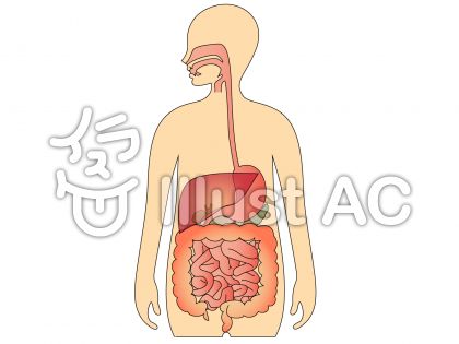 人体解剖図イラスト 無料イラストなら イラストac