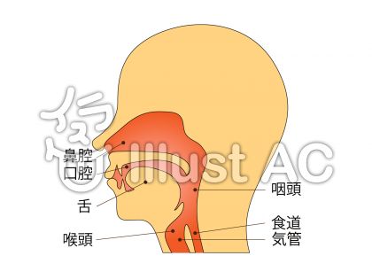 解剖図イラスト 無料イラストなら イラストac