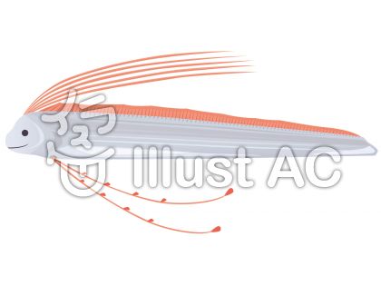 リュウグウノツカイイラスト 無料イラストなら イラストac