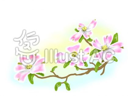 花水木イラスト 無料イラストなら イラストac