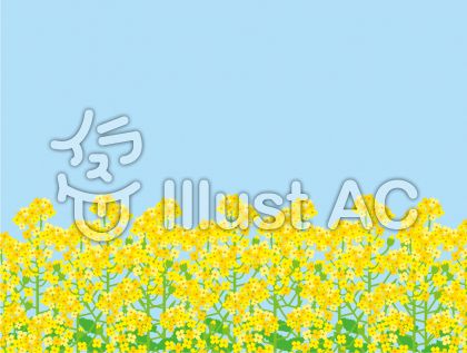 菜の花畑イラスト 無料イラストなら イラストac