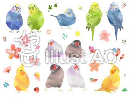 オカメインコイラスト 無料イラストなら イラストac