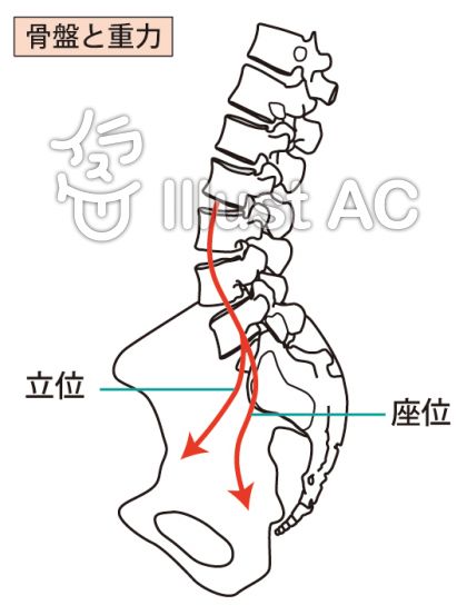 骨盤と重力イラスト No 無料イラストなら イラストac