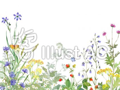 野の花イラスト No 無料イラストなら イラストac