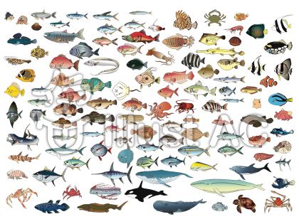 新鮮なリアル 海 魚 イラスト すべての動物画像