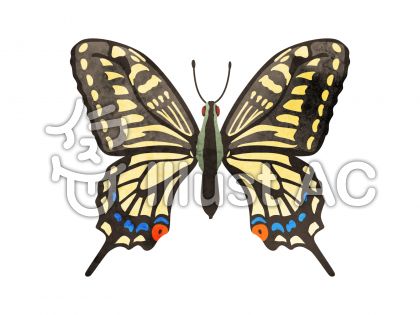 年のベスト 蝶 イラスト 簡単 興味深い画像の多様性