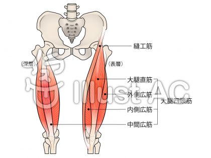 大腿四頭筋 縫工筋イラスト No 1523843 無料イラストなら