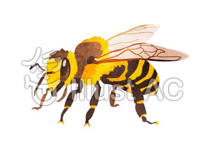 すべての動物の画像 元の蜂 イラスト リアル