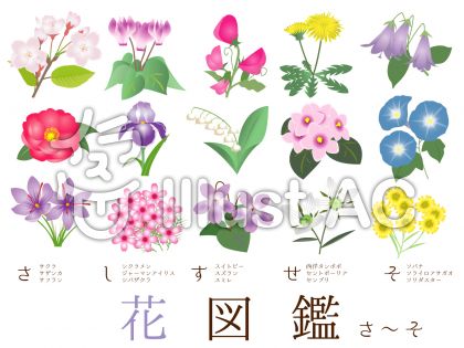 花図鑑さしすせそイラスト No 無料イラストなら イラストac