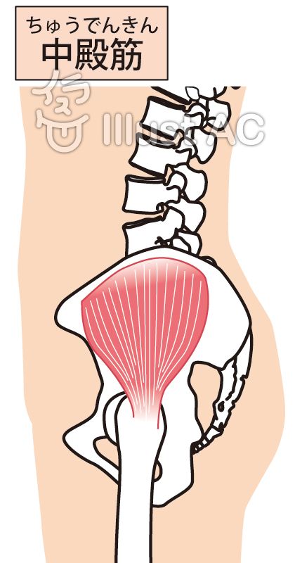 中殿筋イラスト No 無料イラストなら イラストac