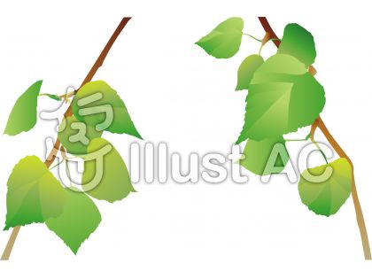白樺イラスト 無料イラストなら イラストac