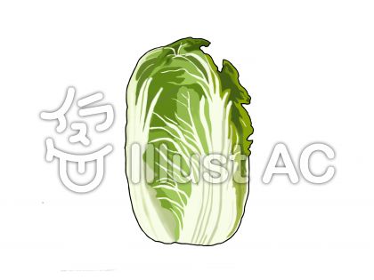 白菜のイラストイラスト No 無料イラストなら イラストac