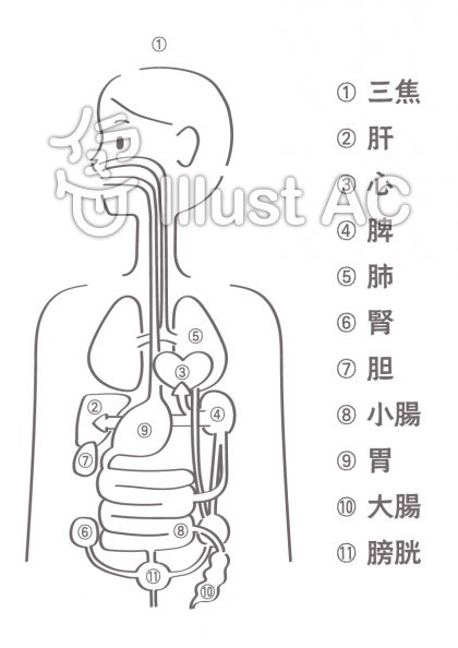 陰陽五行 人体図 五臓六腑 白黒 イラスト No 1718503 無料イラストなら イラストac