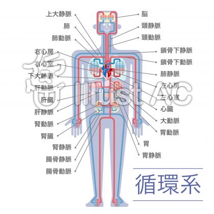 循環器イラスト 無料イラストなら イラストac