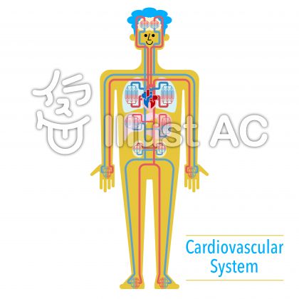 循環器イラスト 無料イラストなら イラストac