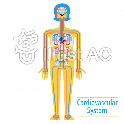 循環器イラスト 無料イラストなら イラストac
