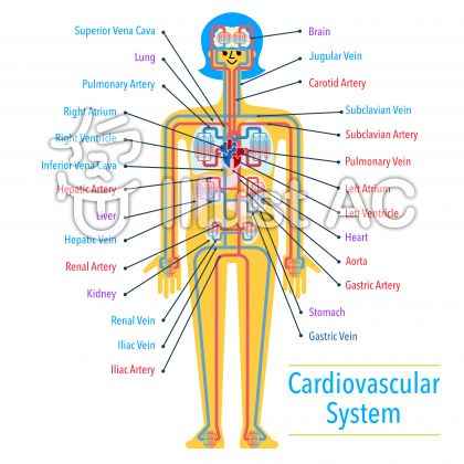 循環器イラスト 無料イラストなら イラストac