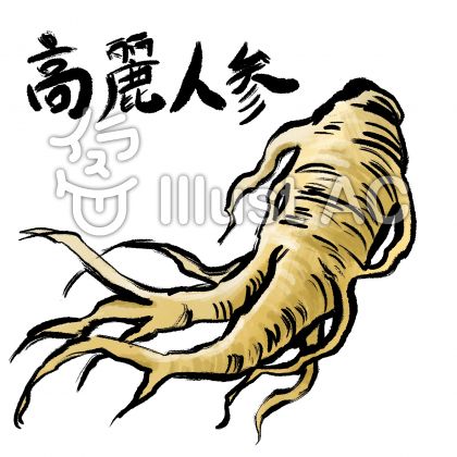 高麗人参イラスト 無料イラストなら イラストac