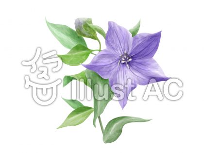 ききょうの花イラスト 無料イラストなら イラストac