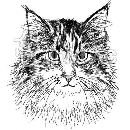メインクーン猫の顔 白黒手描きイラストイラスト No 無料イラストなら イラストac