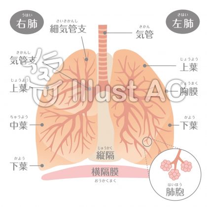 肺の構造イラスト 無料イラストなら イラストac