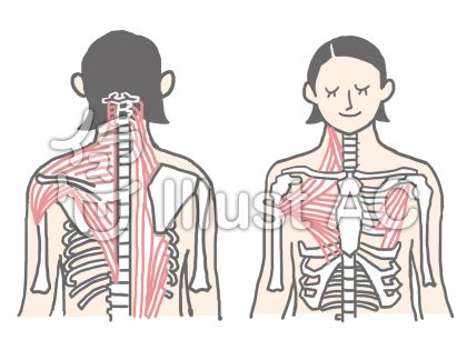 肩甲骨イラスト 無料イラストなら イラストac