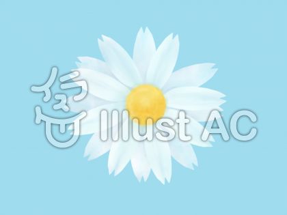 雛菊イラスト 無料イラストなら イラストac