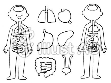 人体図イラスト 無料イラストなら イラストac