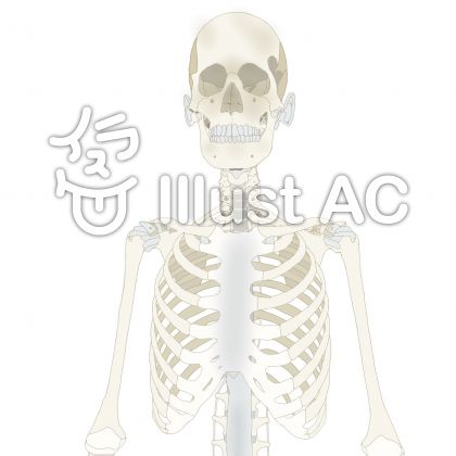 人体 模型 骨 イラスト かわいい