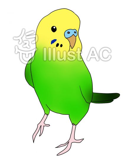 上 かわいい インコ イラスト 壁紙