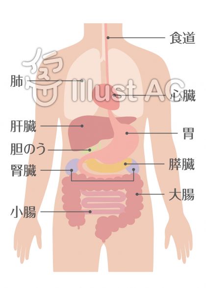 人体解剖学イラスト 無料イラストなら イラストac