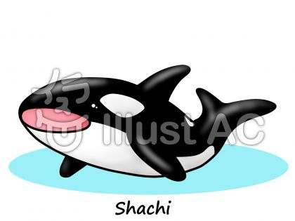 シャチイラスト 無料イラストなら イラストac