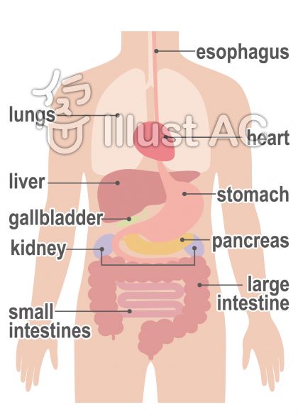 人体解剖学イラスト 無料イラストなら イラストac
