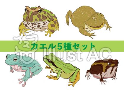 アマガエルイラスト 無料イラストなら イラストac