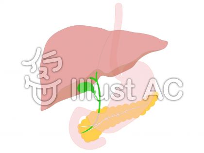 コレクション 膵臓 いらすとや 最高の壁紙のアイデアcahd