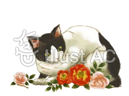 寒椿イラスト 無料イラストなら イラストac