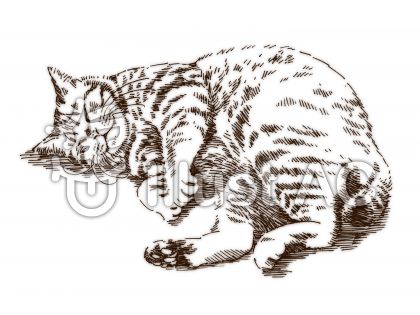 捨て猫イラスト 無料イラストなら イラストac