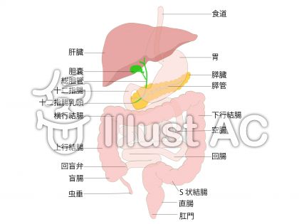 消化管イラスト 無料イラストなら イラストac