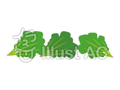 ほうれん草イラスト 無料イラストなら イラストac