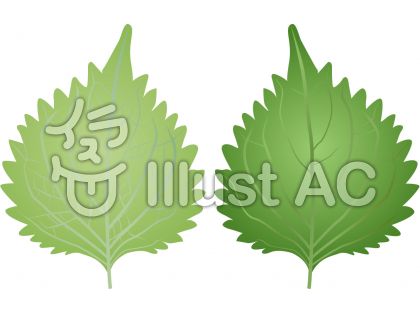 青じそイラスト 無料イラストなら イラストac